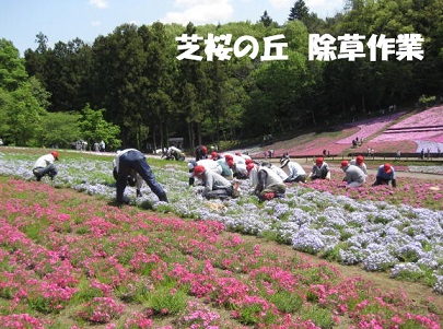 秩父市シルバー人材センター_除草作業
