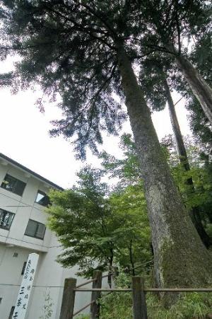 三峯モミ